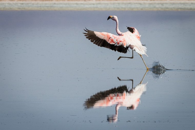 052 Atacama, Chaxa Lagoon.jpg